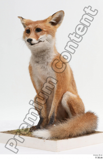 Fox  2 whole body 0011.jpg